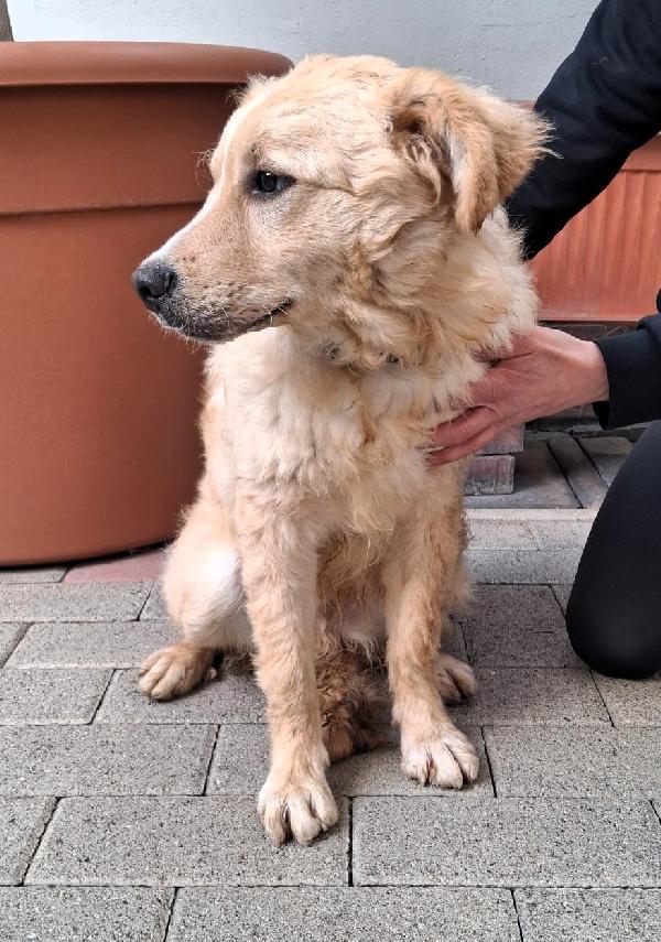 GIULIO TENERO CUCCIOLO Foto 3